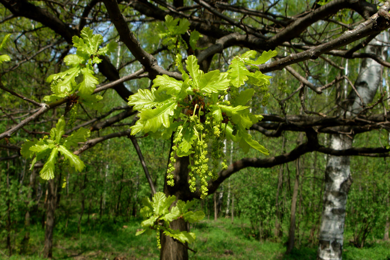 Zlataya-cep'-na-dube-tom.jpg